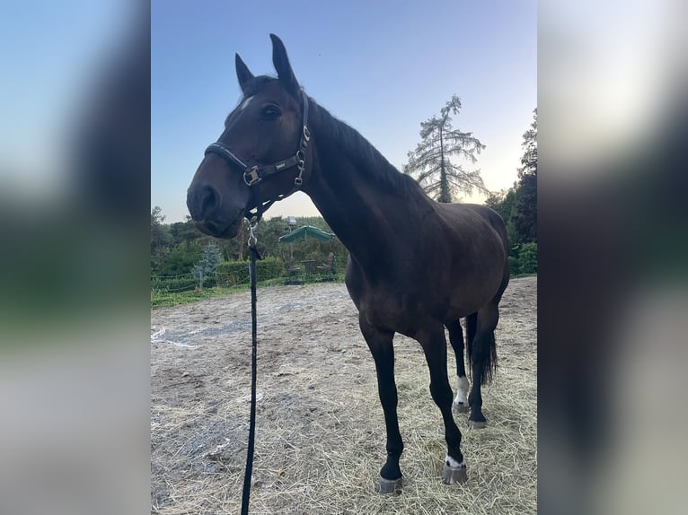 Czech Warmblood Gelding 9 years 16,3 hh Bay-Dark in Prost&#x11B;jov