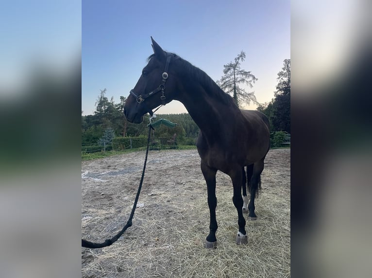 Czech Warmblood Gelding 9 years 16,3 hh Bay-Dark in Prost&#x11B;jov
