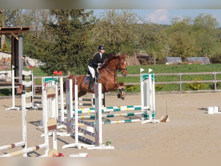 Czech Warmblood Gelding 9 years 17 hh Chestnut-Red in Prag