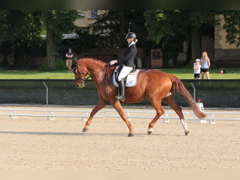 Czech Warmblood Gelding 9 years 17 hh Chestnut-Red in Prag