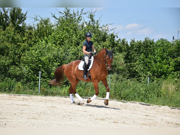 Czech Warmblood Gelding 9 years 17 hh Chestnut-Red in Prag