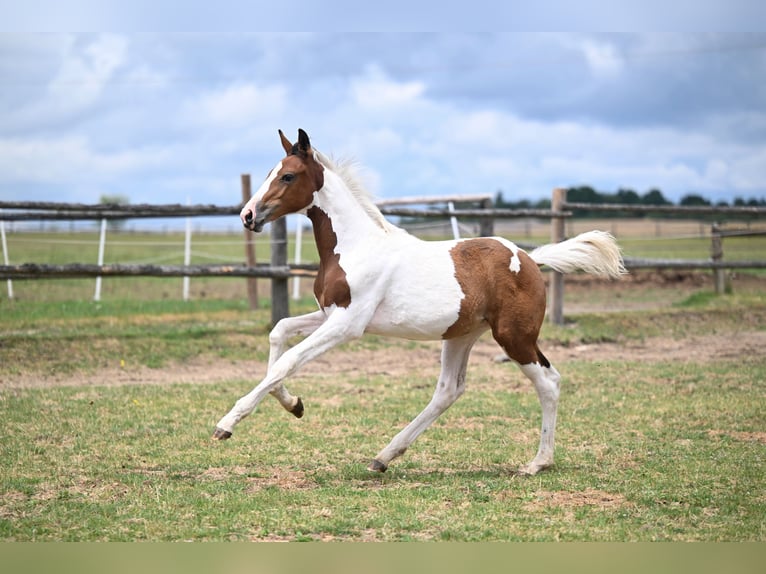 Czech Warmblood Gelding Foal (03/2025) Pinto in PRIBRAM