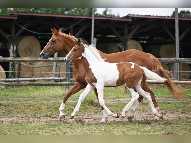 Czech Warmblood Gelding Foal (03/2025) Pinto in PRIBRAM