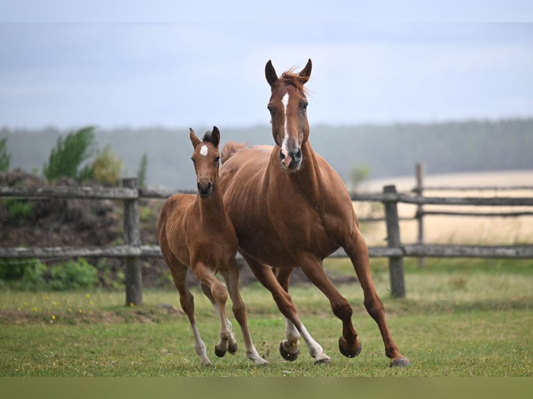 Czech Warmblood Mare 10 years 16,2 hh Chestnut in PRIBRAM