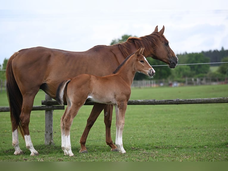 Czech Warmblood Mare 10 years 16,2 hh Chestnut in PRIBRAM