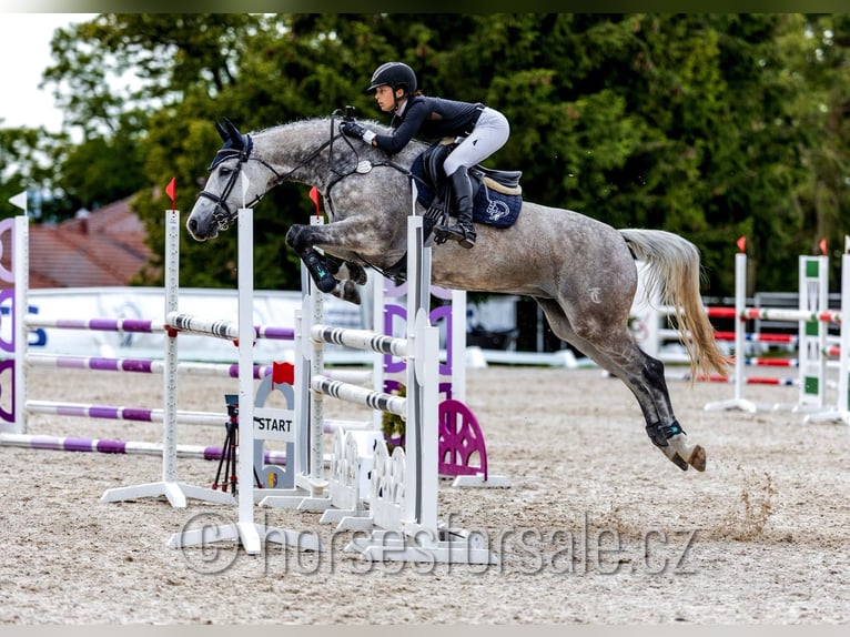 Czech Warmblood Mare 10 years 16 hh Grey in Ceske Budejovice