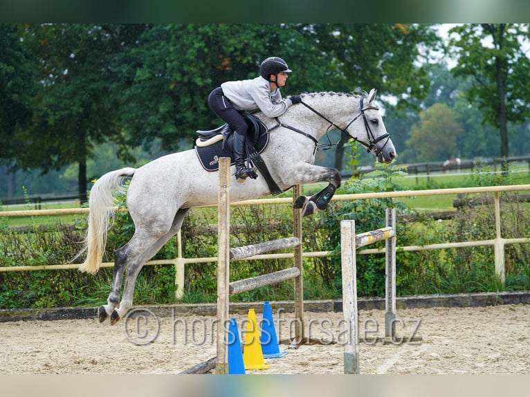 Czech Warmblood Mare 10 years 16 hh Grey in Ceske Budejovice