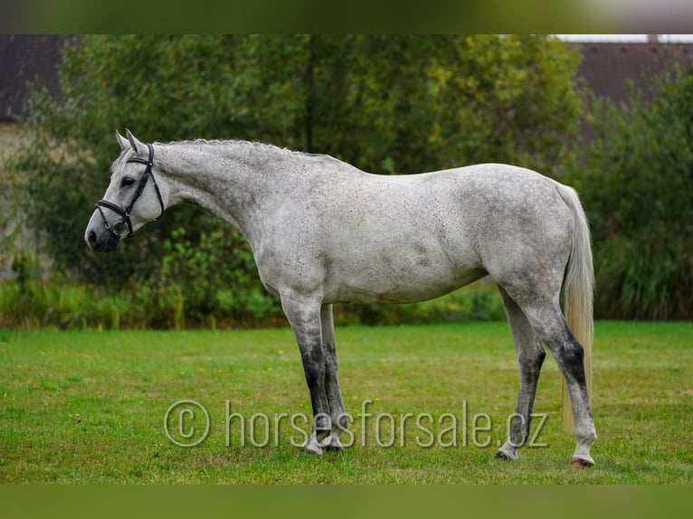 Czech Warmblood Mare 10 years 16 hh Grey in Ceske Budejovice