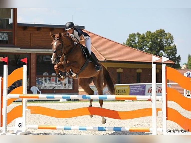 Czech Warmblood Mare 10 years 16,2 hh Chestnut in PRIBRAM