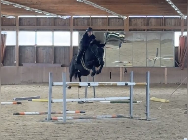 Czech Warmblood Mare 10 years 17,1 hh Black in St. Margarethen bei Knittelfeld