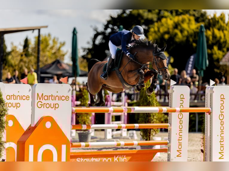 Czech Warmblood Mare 11 years 16.1 hh Bay in Prague