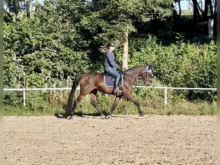 Czech Warmblood Mare 11 years 16,1 hh Brown in Pelmberg