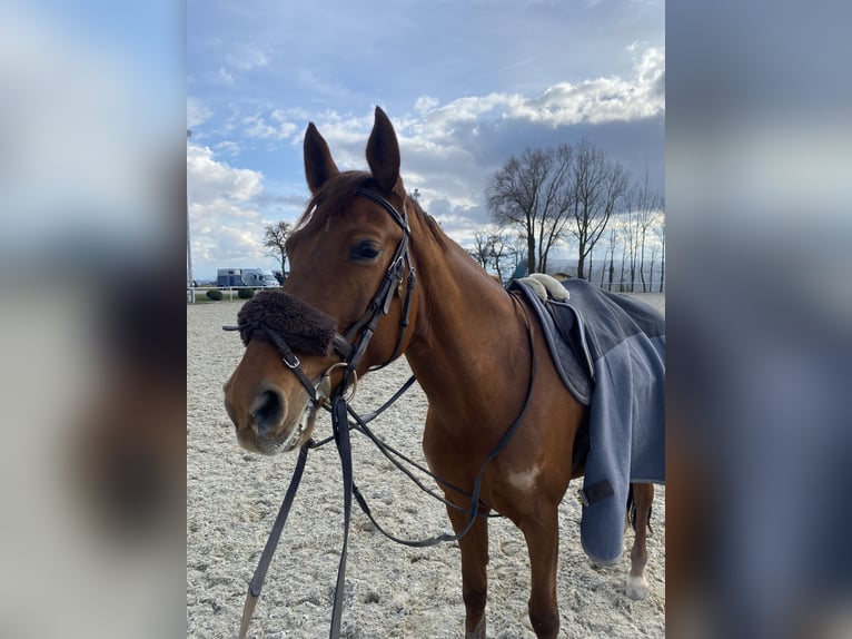 Czech Warmblood Mare 11 years 16,1 hh Chestnut-Red in Kirchberg Thenning