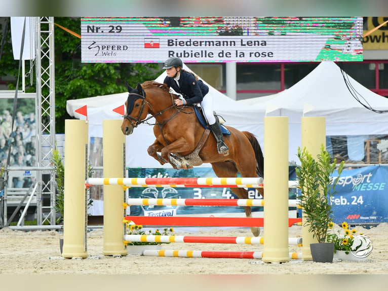 Czech Warmblood Mare 11 years 16,1 hh Chestnut-Red in Kirchberg Thenning