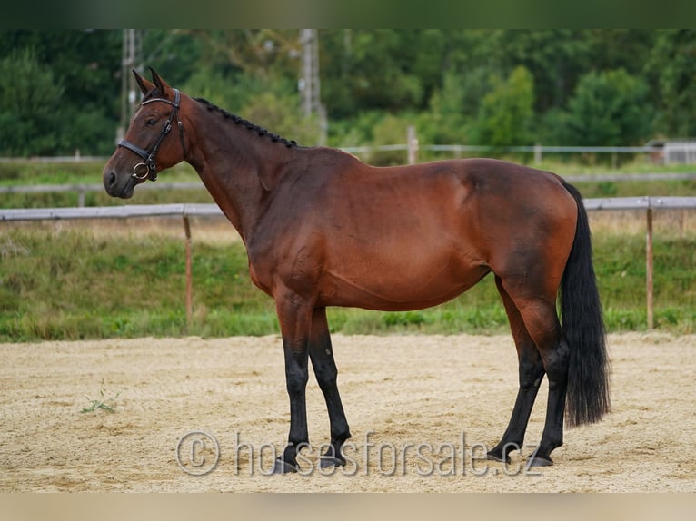 Czech Warmblood Mare 11 years 16,2 hh Brown in Ceske Budejovice