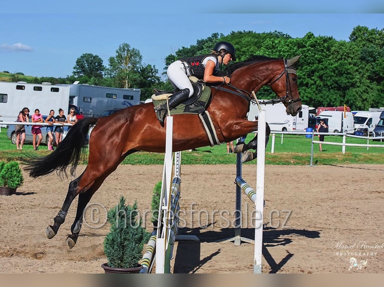 Czech Warmblood Mare 11 years 16,2 hh Brown in Ceske Budejovice