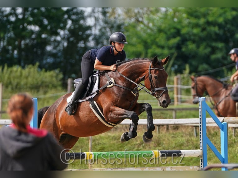 Czech Warmblood Mare 11 years 16,2 hh Brown in Ceske Budejovice