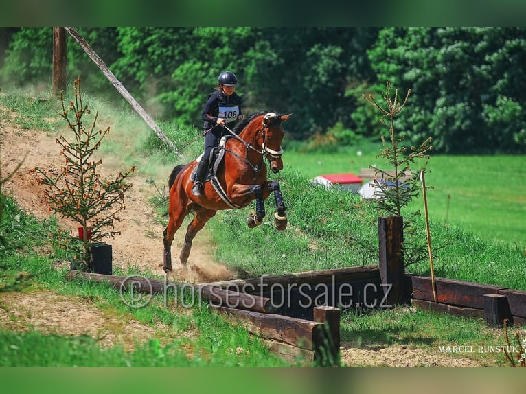 Czech Warmblood Mare 11 years 16,2 hh Brown in Ceske Budejovice