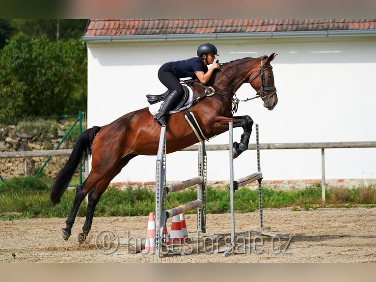 Czech Warmblood Mare 11 years 16,2 hh Brown in Ceske Budejovice