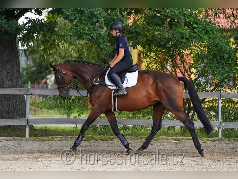 Czech Warmblood Mare 11 years 16,2 hh Brown in Ceske Budejovice