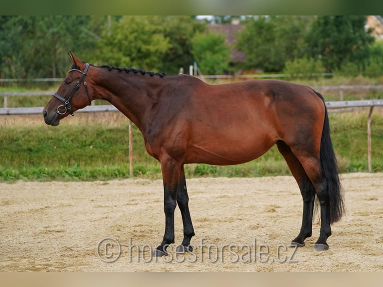 Czech Warmblood Mare 11 years 16,2 hh Brown in Ceske Budejovice