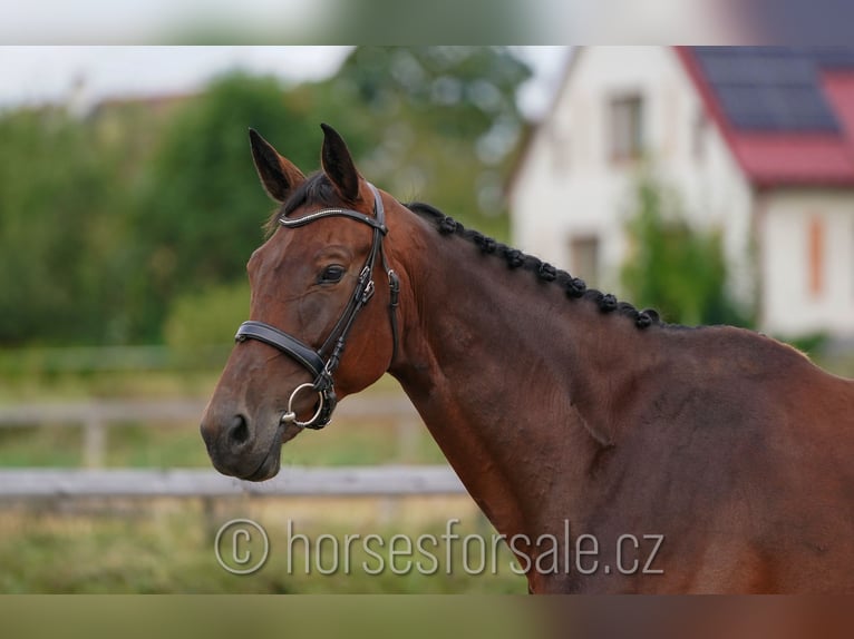 Czech Warmblood Mare 11 years 16,2 hh Brown in Ceske Budejovice