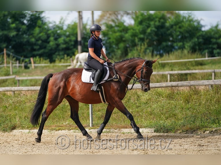 Czech Warmblood Mare 11 years 16,2 hh Brown in Ceske Budejovice