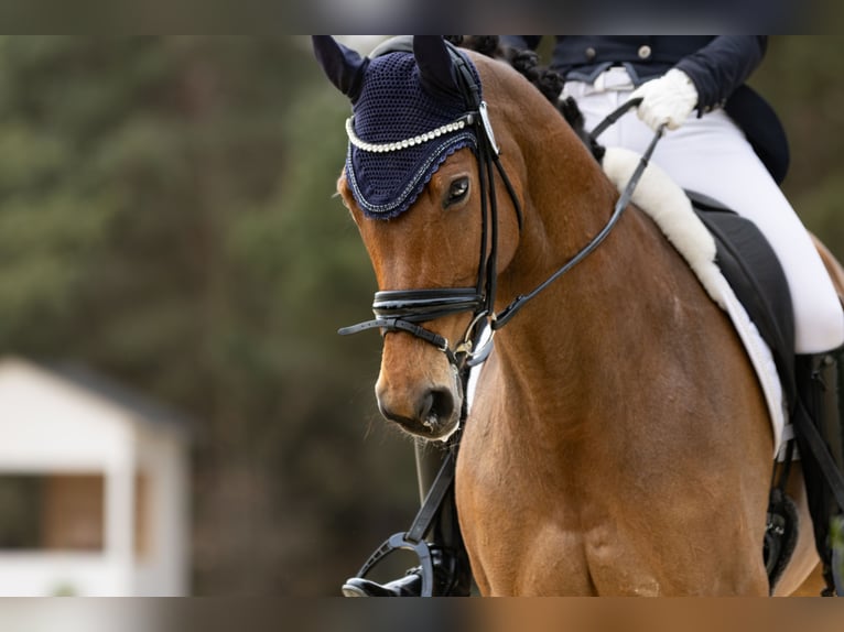 Czech Warmblood Mare 11 years 16 hh Bay in Prague