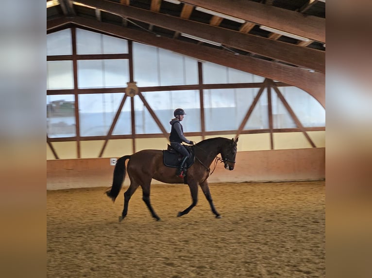 Czech Warmblood Mare 11 years 16 hh Brown in Albstadt