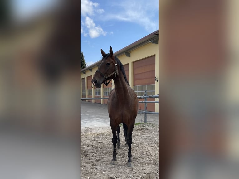 Czech Warmblood Mare 11 years 16 hh Brown in Albstadt