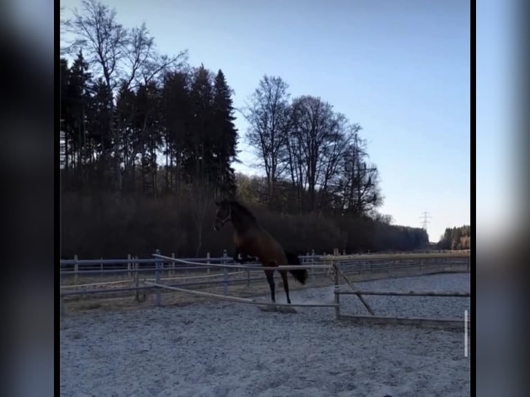 Czech Warmblood Mare 11 years 16 hh Brown in Albstadt