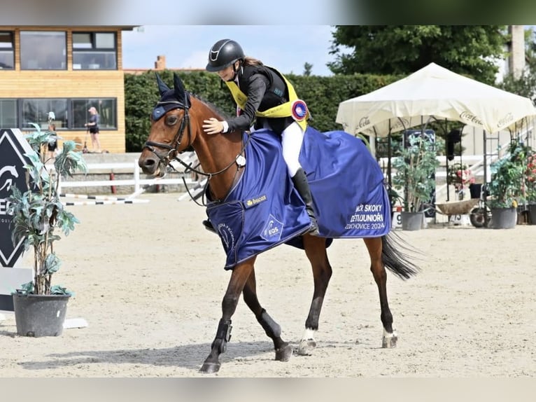Czech Warmblood Mare 11 years 16 hh Brown in Česká republika