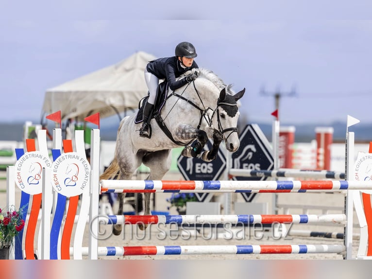 Czech Warmblood Mare 11 years 16 hh Grey in Ceske Budejovice