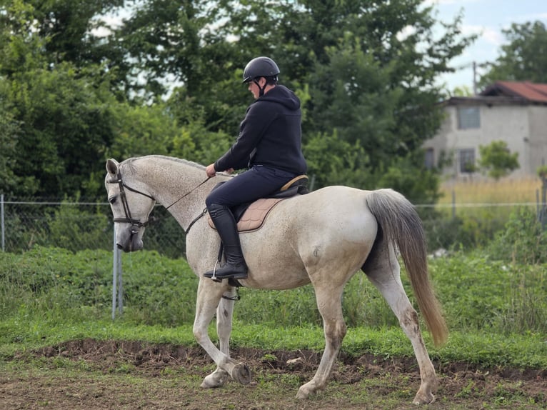 Czech Warmblood Mare 11 years 16 hh White in Zagreb