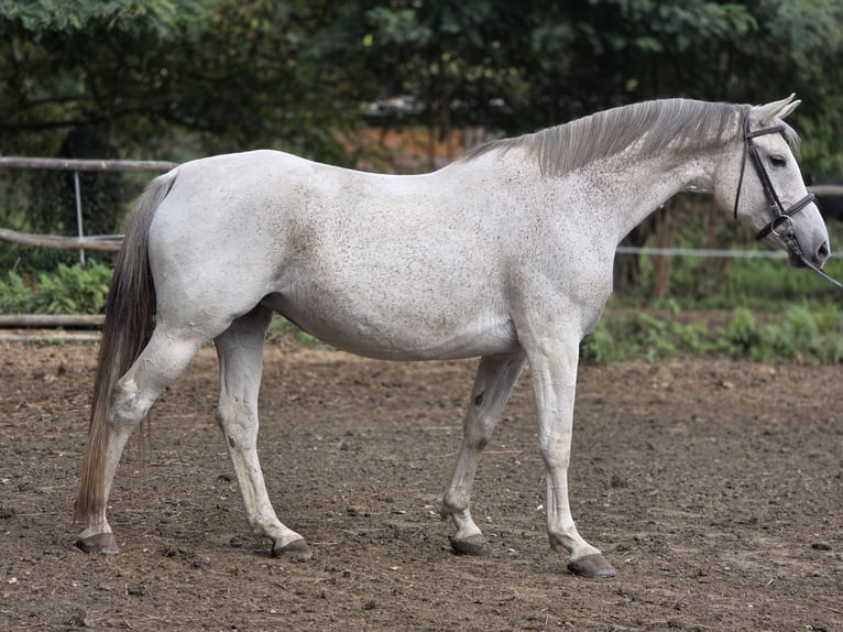 Czech Warmblood Mare 11 years 16 hh White in Zagreb