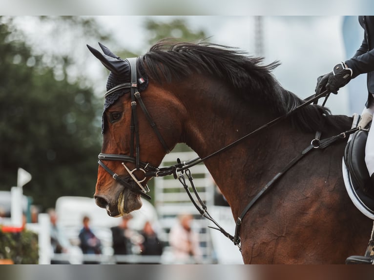 Czech Warmblood Mare 12 years 16.1 hh Brown in Erkrath