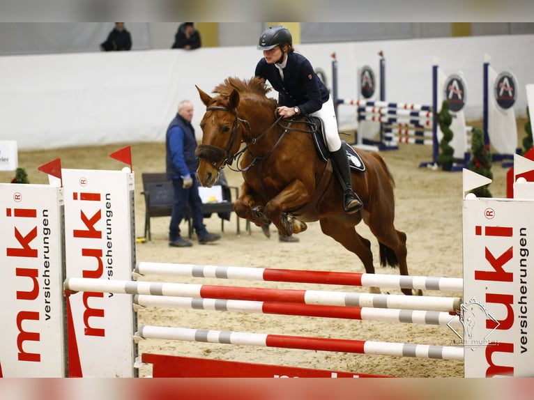 Czech Warmblood Mare 12 years 16,1 hh Chestnut-Red in Kirchberg Thenning