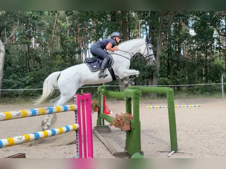 Czech Warmblood Mare 12 years 16,1 hh Gray in Mladá Boleslav