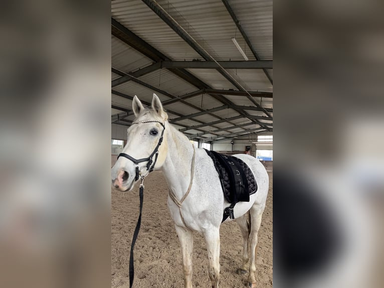 Czech Warmblood Mare 12 years 16,2 hh Gray in Malsch