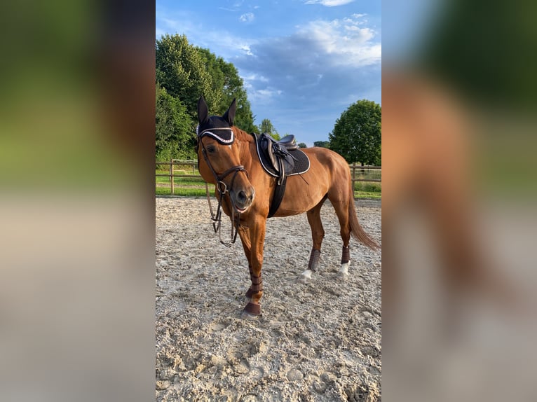 Czech Warmblood Mare 12 years 16,3 hh Chestnut-Red in Oberwil BL