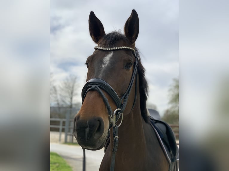 Czech Warmblood Mare 12 years 16,1 hh Brown in Erkrath