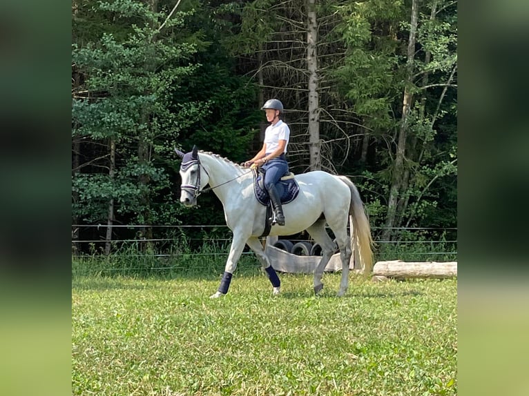 Czech Warmblood Mare 12 years 17 hh Gray in Gersdorf an der Feistritz