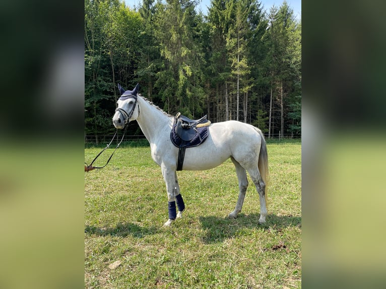 Czech Warmblood Mare 12 years 17 hh Gray in Gersdorf an der Feistritz