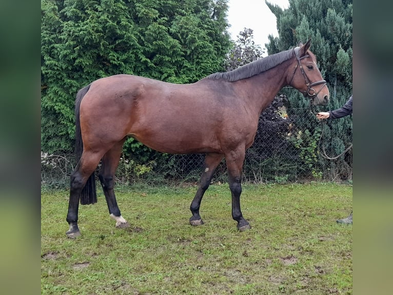 Czech Warmblood Mare 13 years 15,3 hh Bay in LIBEL