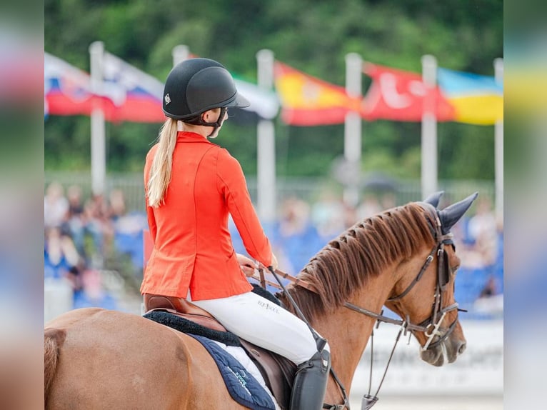 Czech Warmblood Mare 13 years 16,3 hh Chestnut-Red in Prag