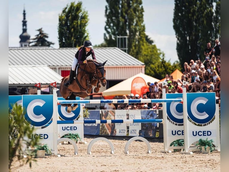 Czech Warmblood Mare 13 years 16,3 hh Chestnut-Red in Prag