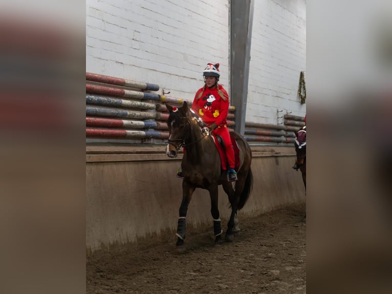 Czech Warmblood Mare 13 years 16,1 hh Brown in WahlstedtWahlstedt