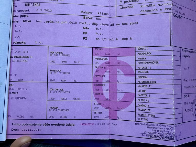 Czech Warmblood Mare 13 years 16,1 hh Brown in WahlstedtWahlstedt