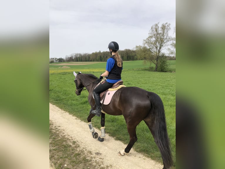 Czech Warmblood Mare 13 years 16,1 hh Smoky-Black in Singen