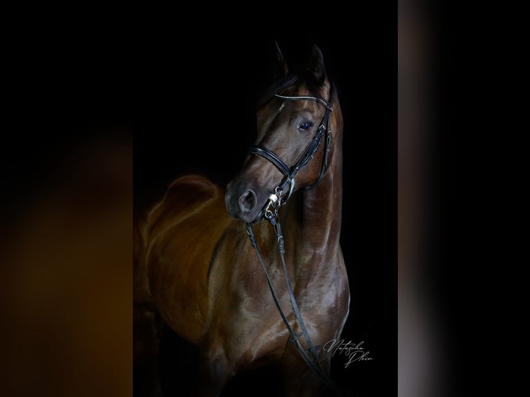 Czech Warmblood Mare 13 years 16,1 hh Smoky-Black in Singen